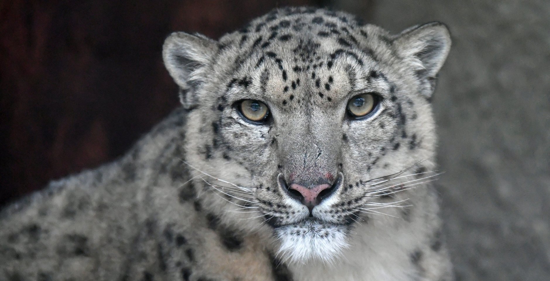 Снежный барс (ирбис). Фото: РИА Новости, Илья Наймушин