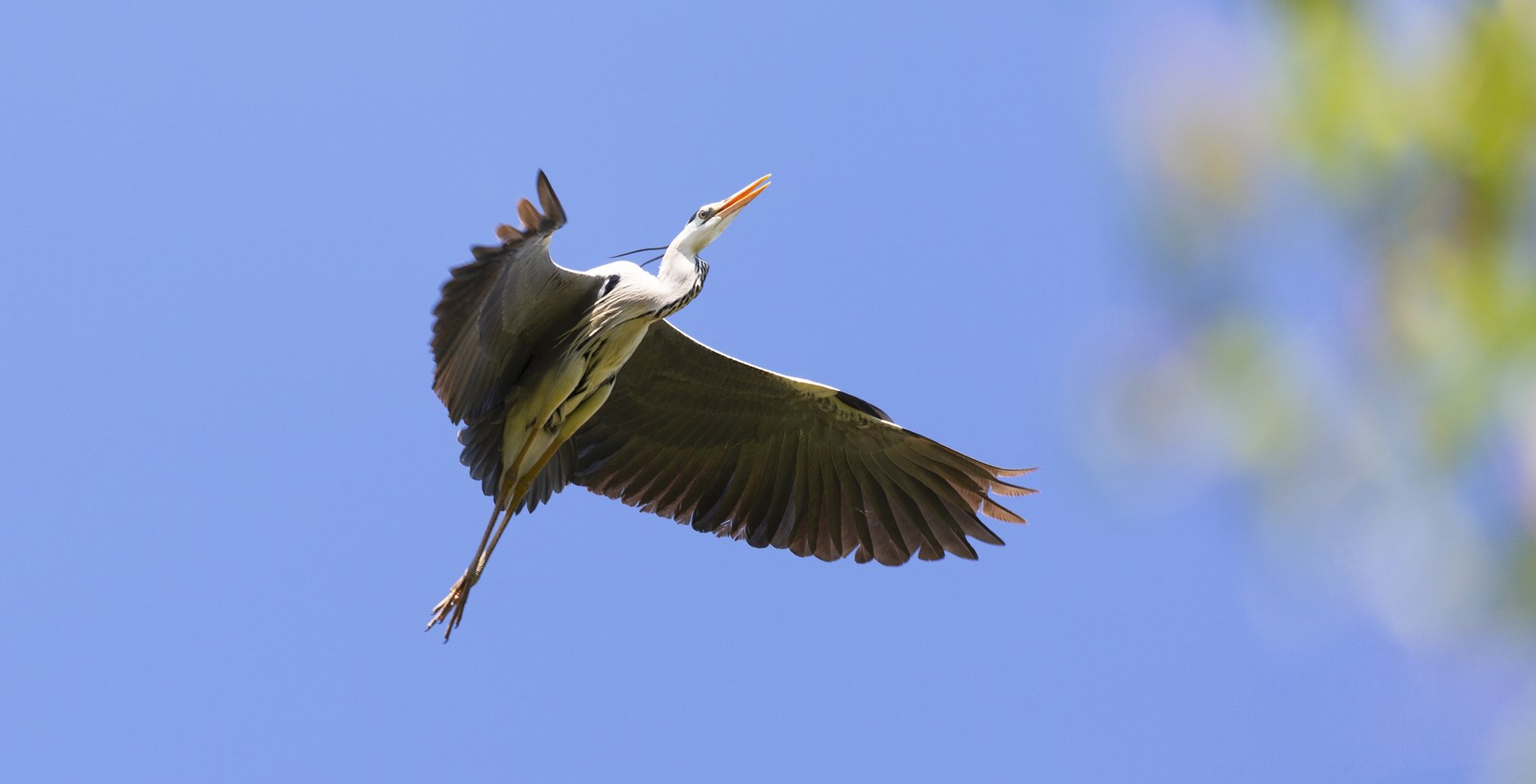 Серая цапля. Фото: Игорь Дмитриев