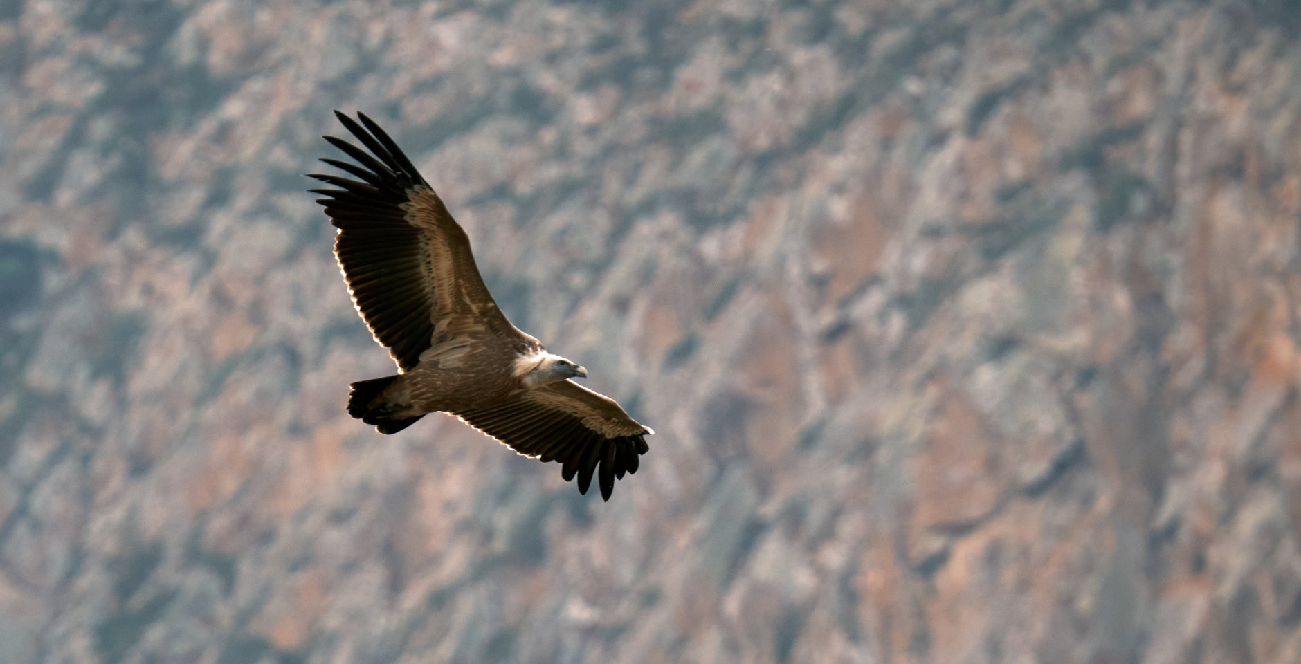 Полёт белоголового сипа. Фото: РИА Новости, Алексей Даничев
