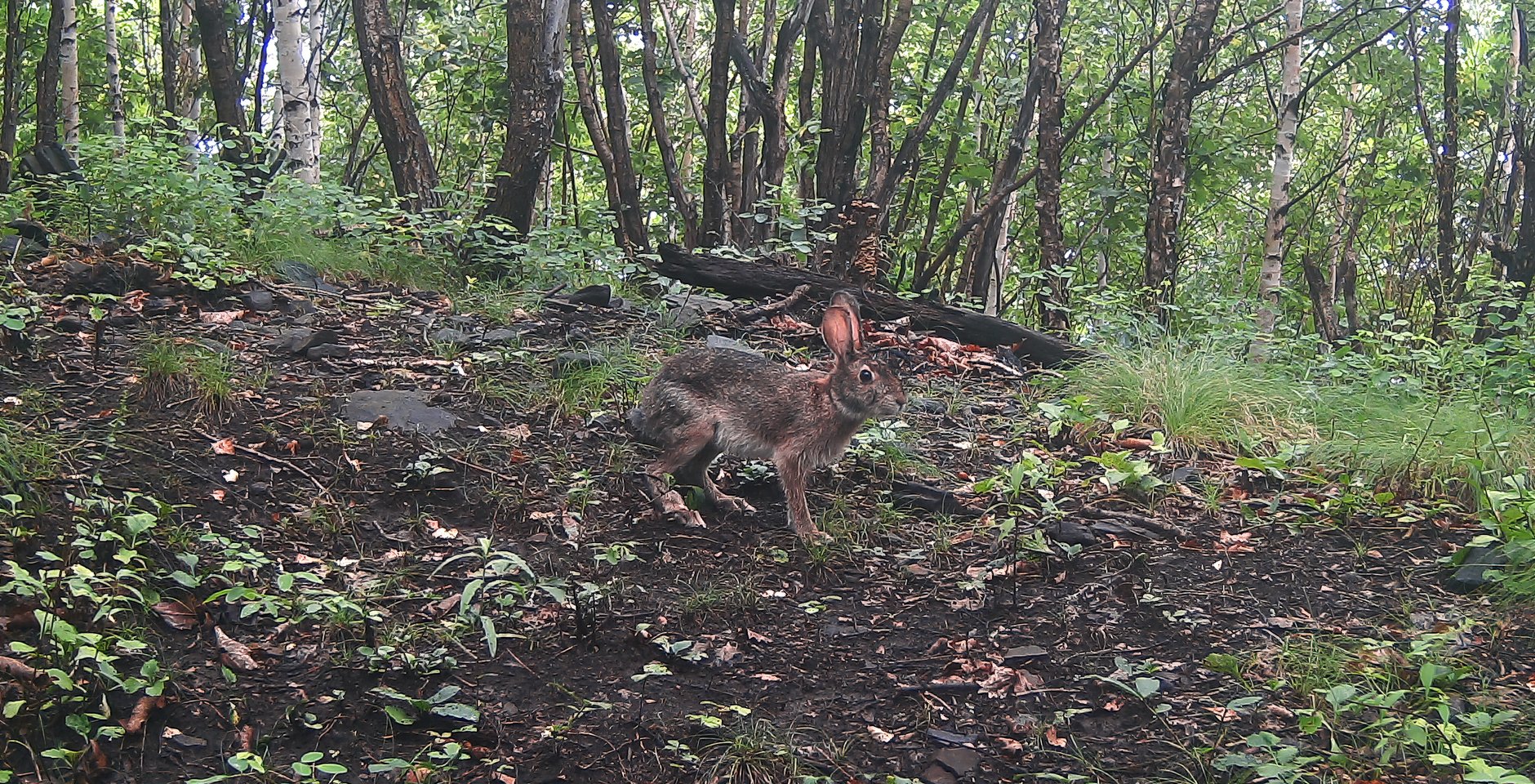 Маньчжурский заяц. Национальный парк «Земля леопарда»