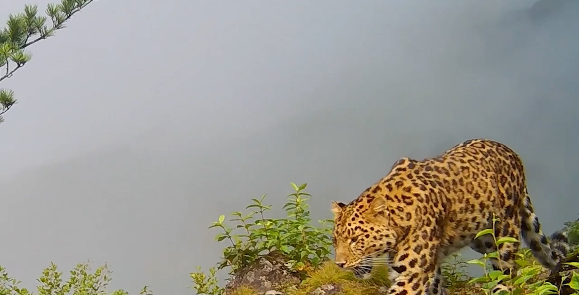 Самка дальневосточного леопарда Герда с котёнком. Фото: Национальный парк «Земля леопарда»