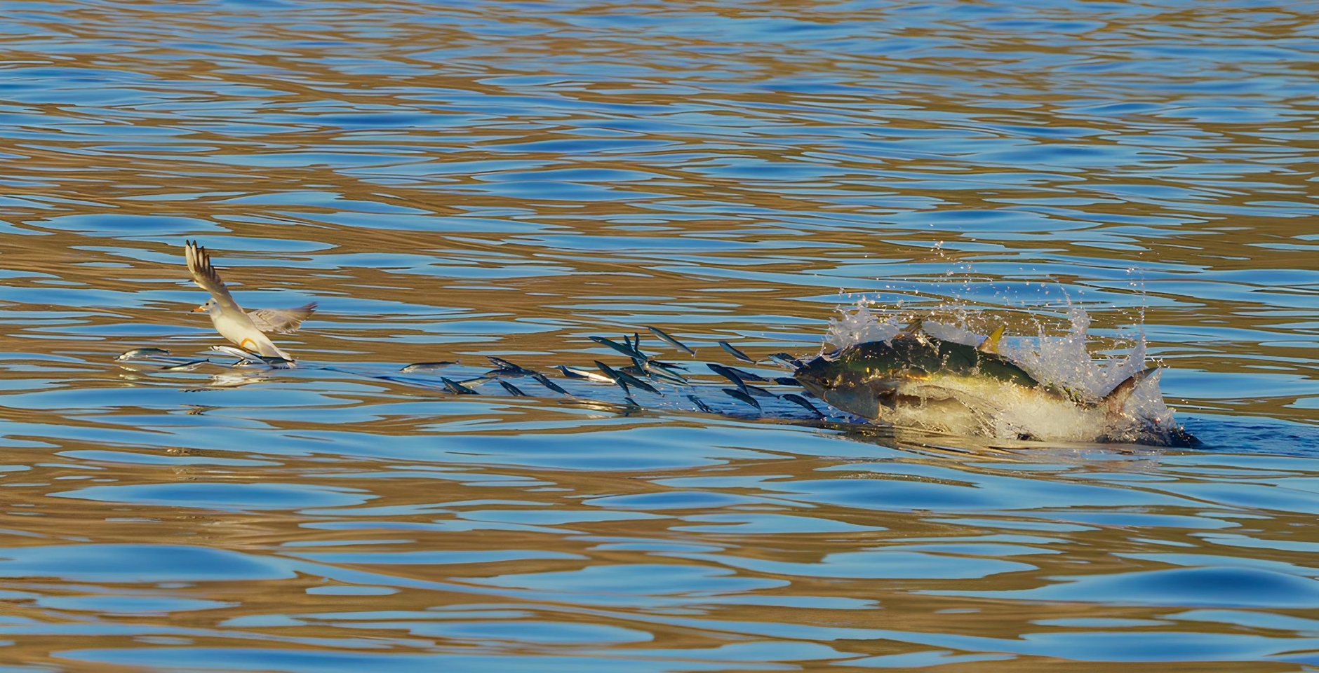 Синепёрый тихоокеанский тунец охотится на сайру. Фото: Светлана Сутырина