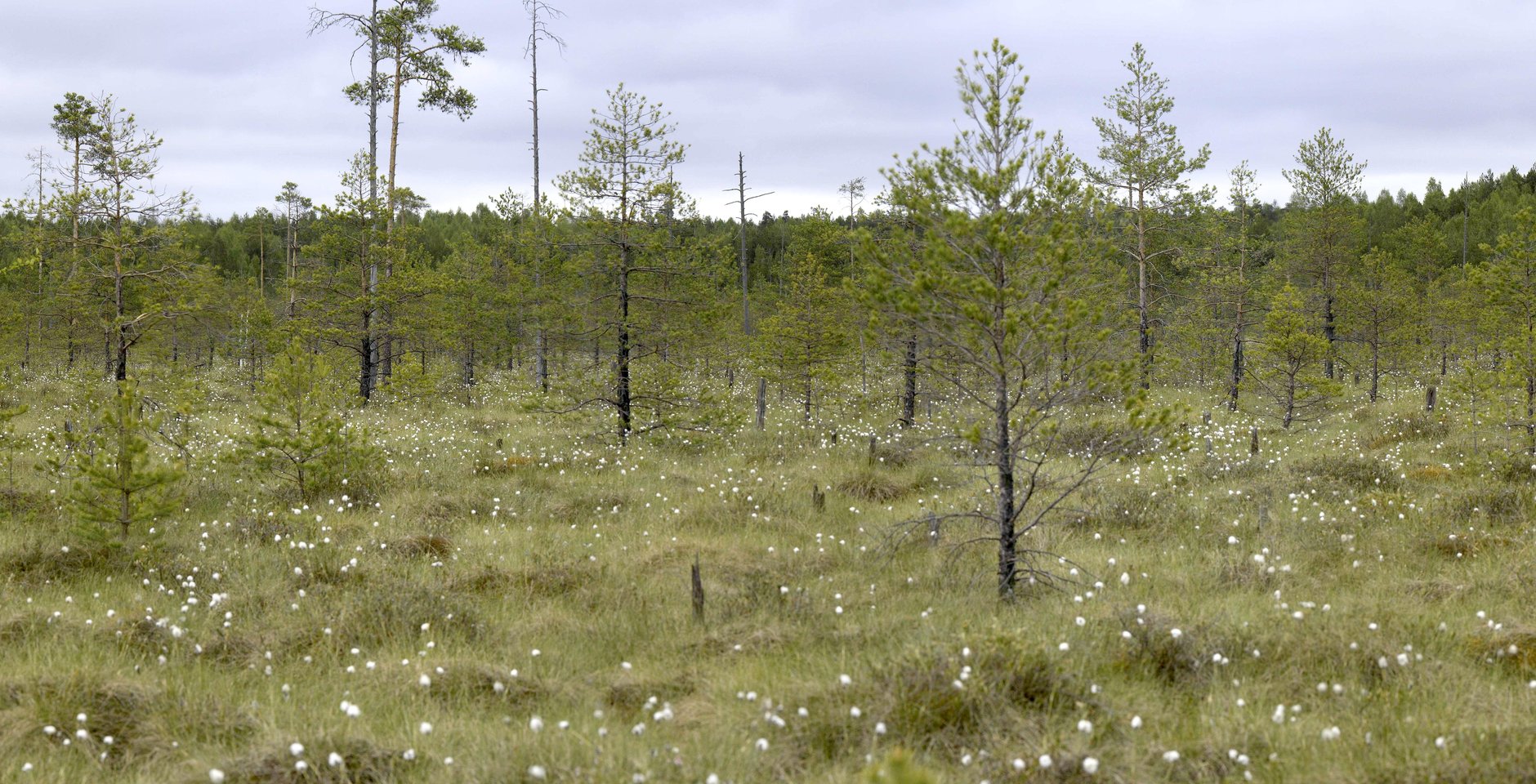 Сфагновое болото. Керженский заповедник. Фото: Евгений Коршунов