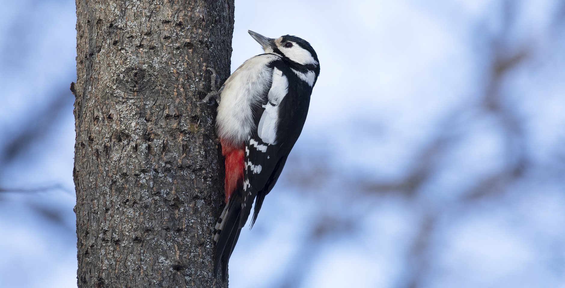 Пёстрый дятел. Фото: Игорь Дмитриев
