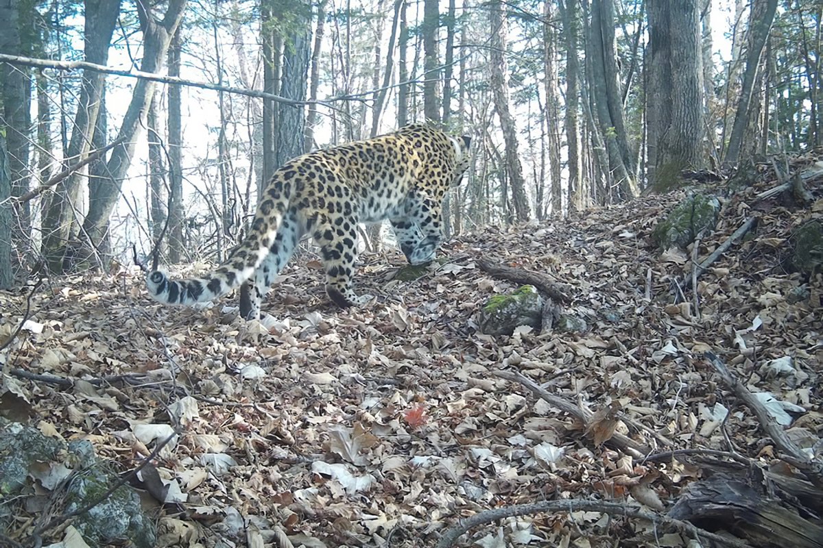 Самка дальневосточного леопарда Leo 284F по имени Нарва в Уссурийском заповеднике. Фото: Национальный парк «Земля леопарда»