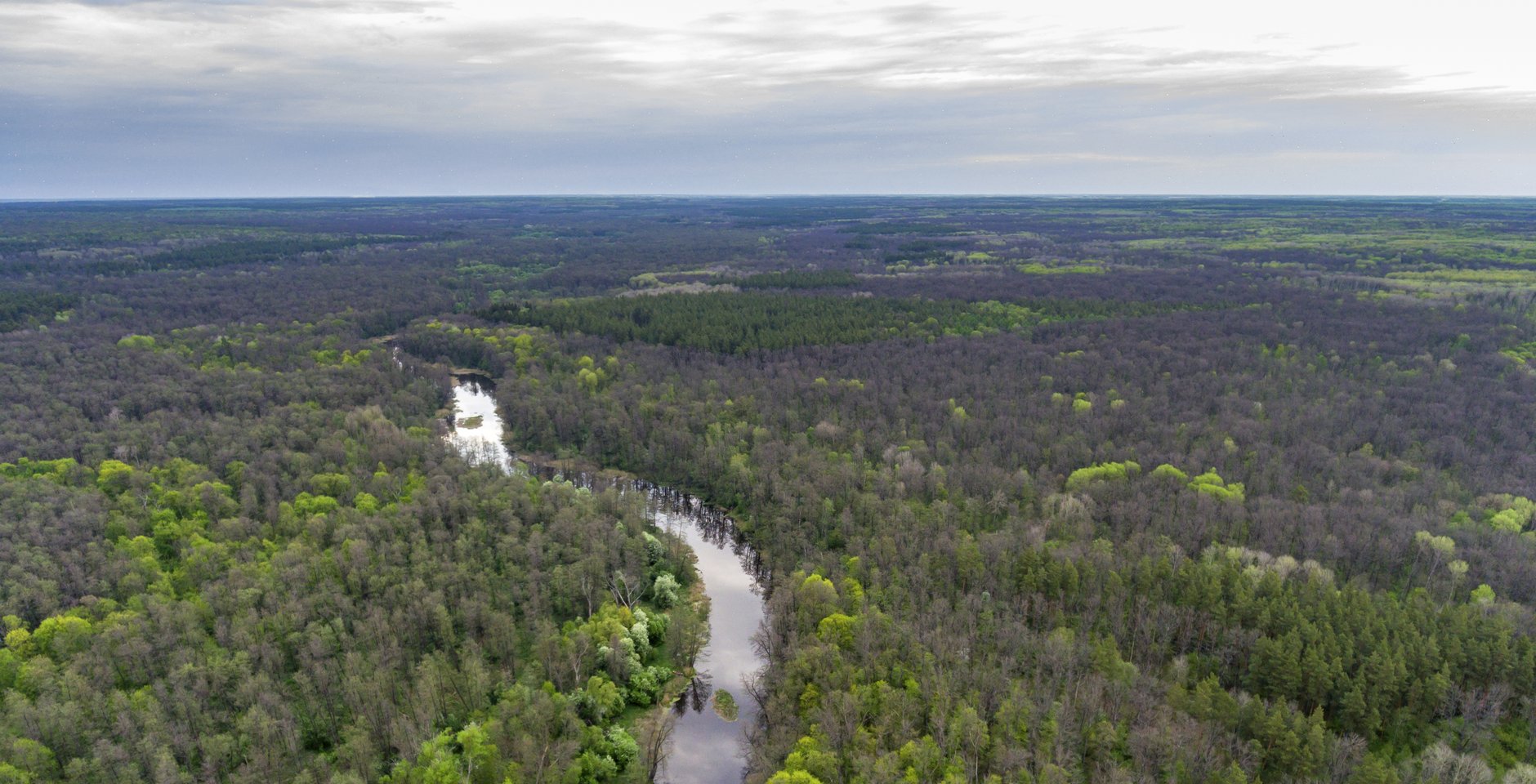 Над заповедным Усманским бором. Фото: Воронежский заповедник
