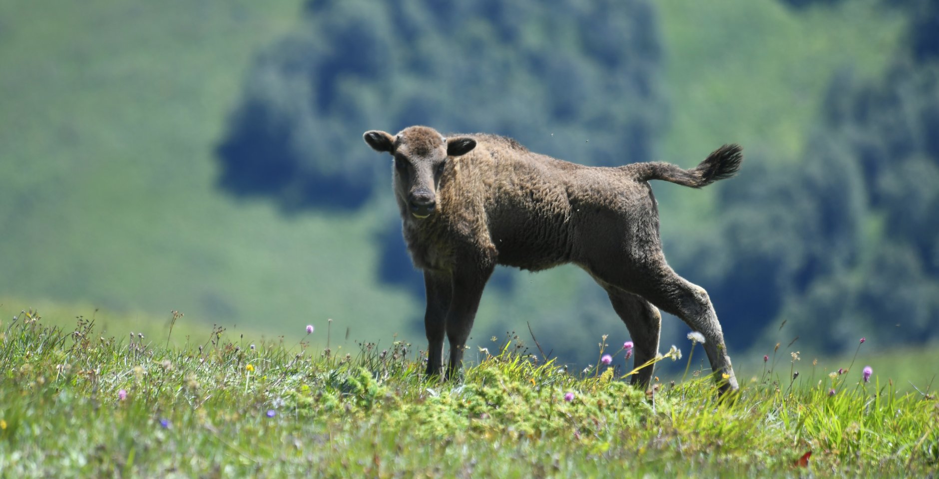 Молодой зубр. Кавказский заповедник. Фото: Сергей Трепет