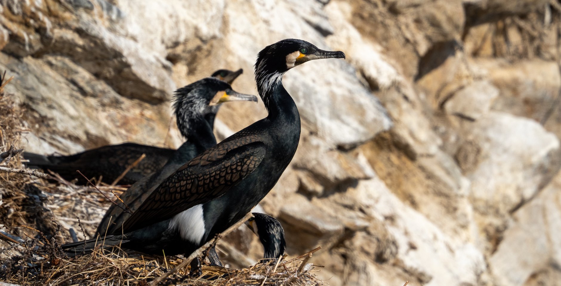 Бакланы на острове Голый. Забайкальский национальный парк. Фото: А.Сватов