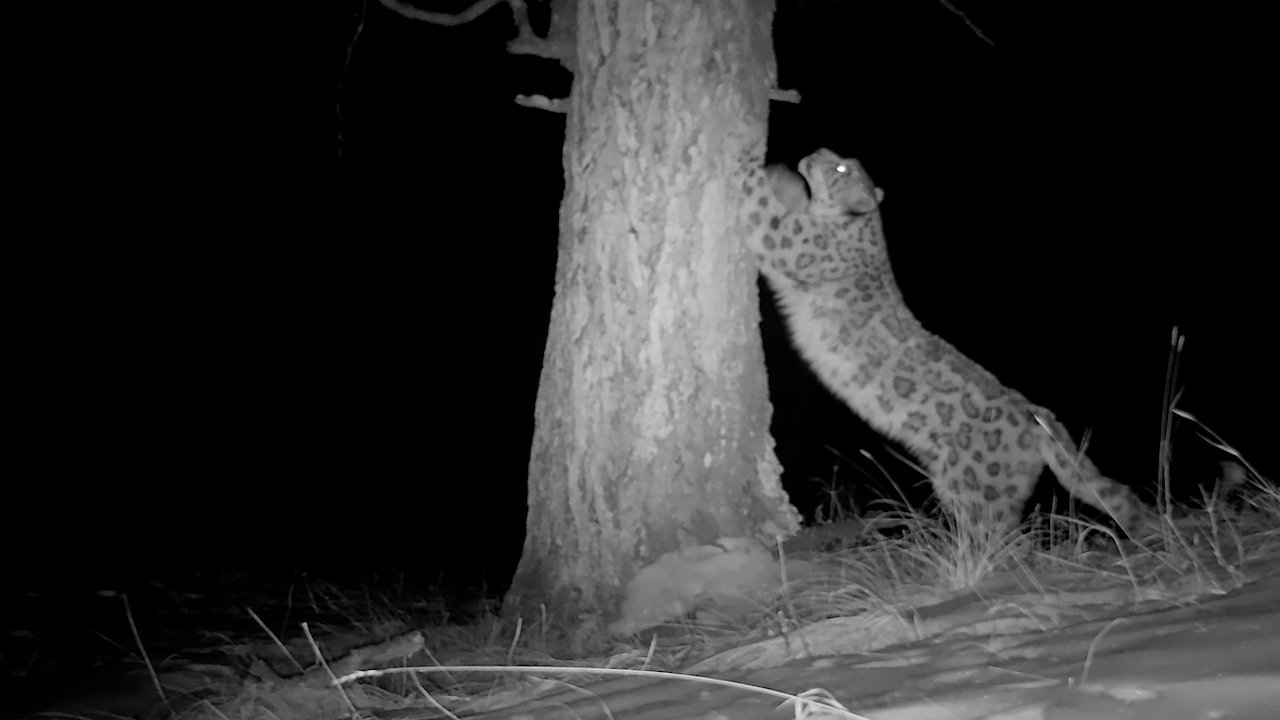 Самка ирбиса учит котят точить когти