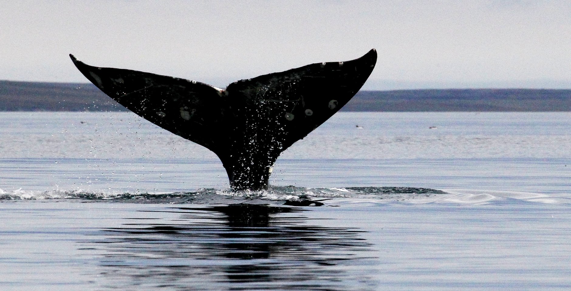 Серый кит. Фото: РИА Новости, Вера Костамо