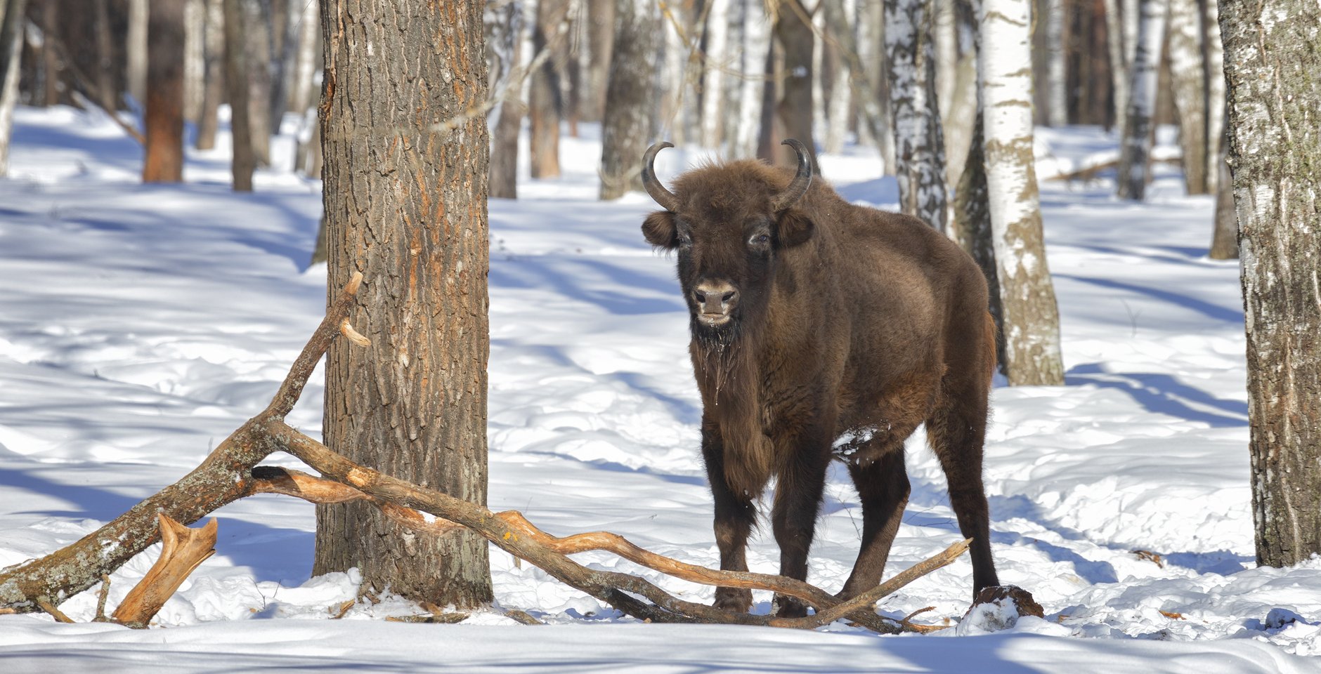 Зубр. Окский заповедник. Фото: Игорь Дмитриев