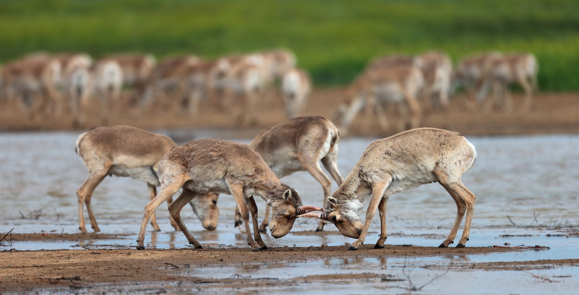 Турнирные бои сайгаков. Фото: Евгений Полонский