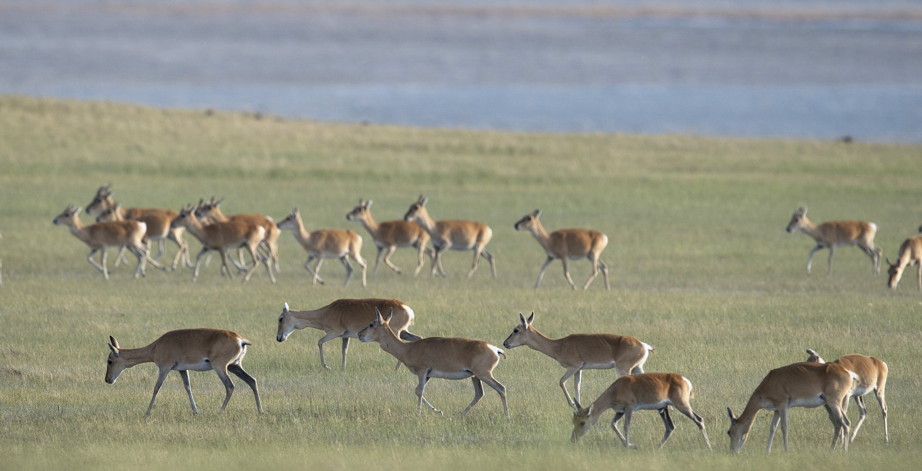 Дзерены. Фото: Игорь Шпиленок
