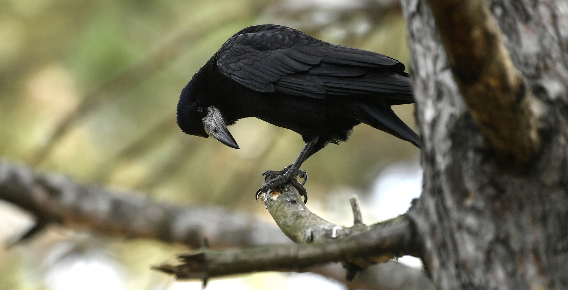 Грач. Фото: Константин Михальчевский
