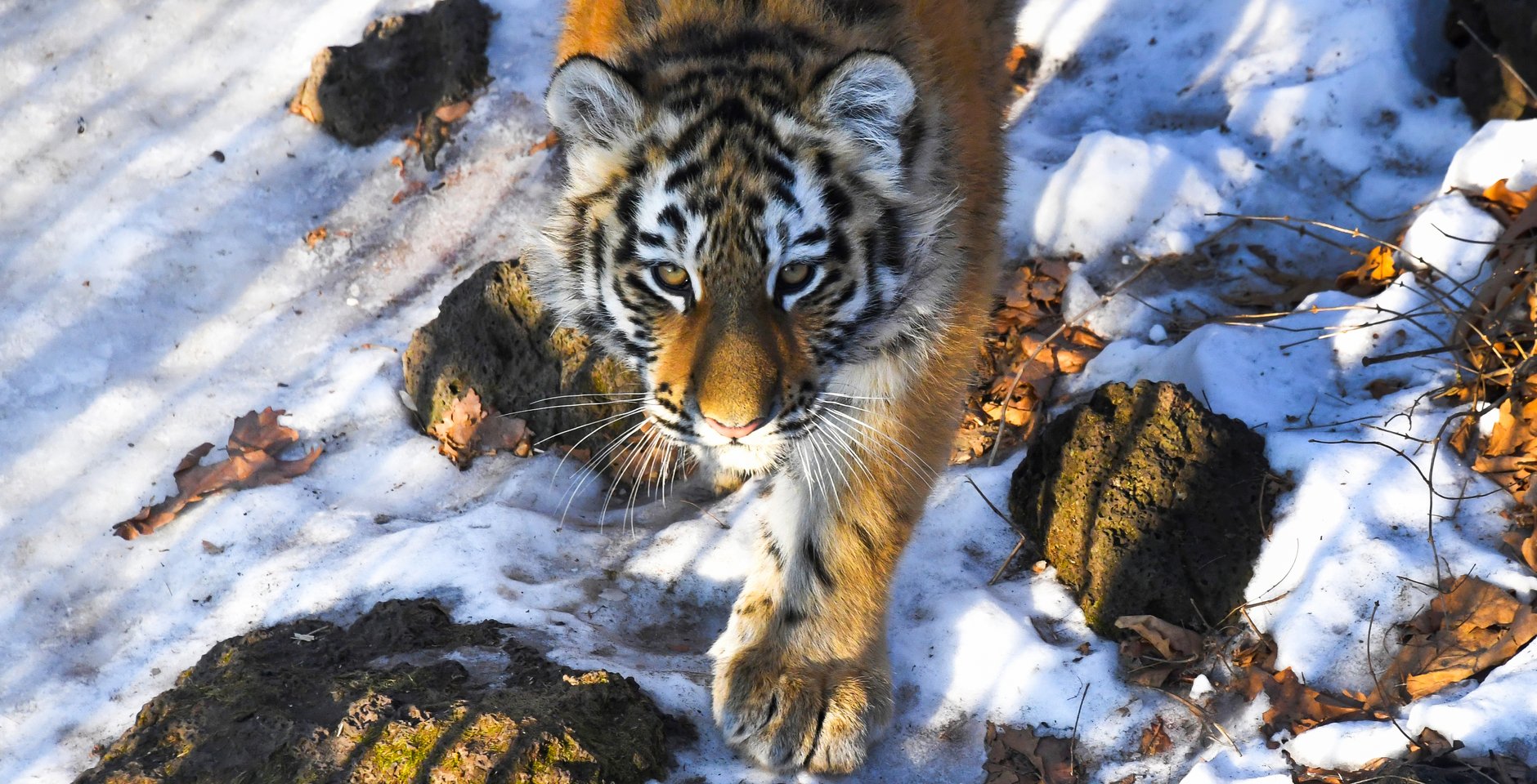Амурский тигр. Фото: РИА Новости, Виталий Аньков