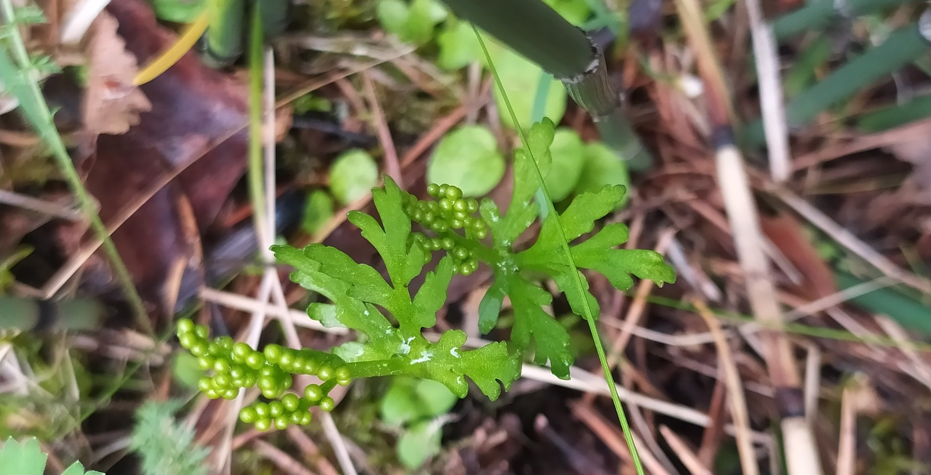 Гроздовник ланцетовидный. Фото: Полина Бурчаловская