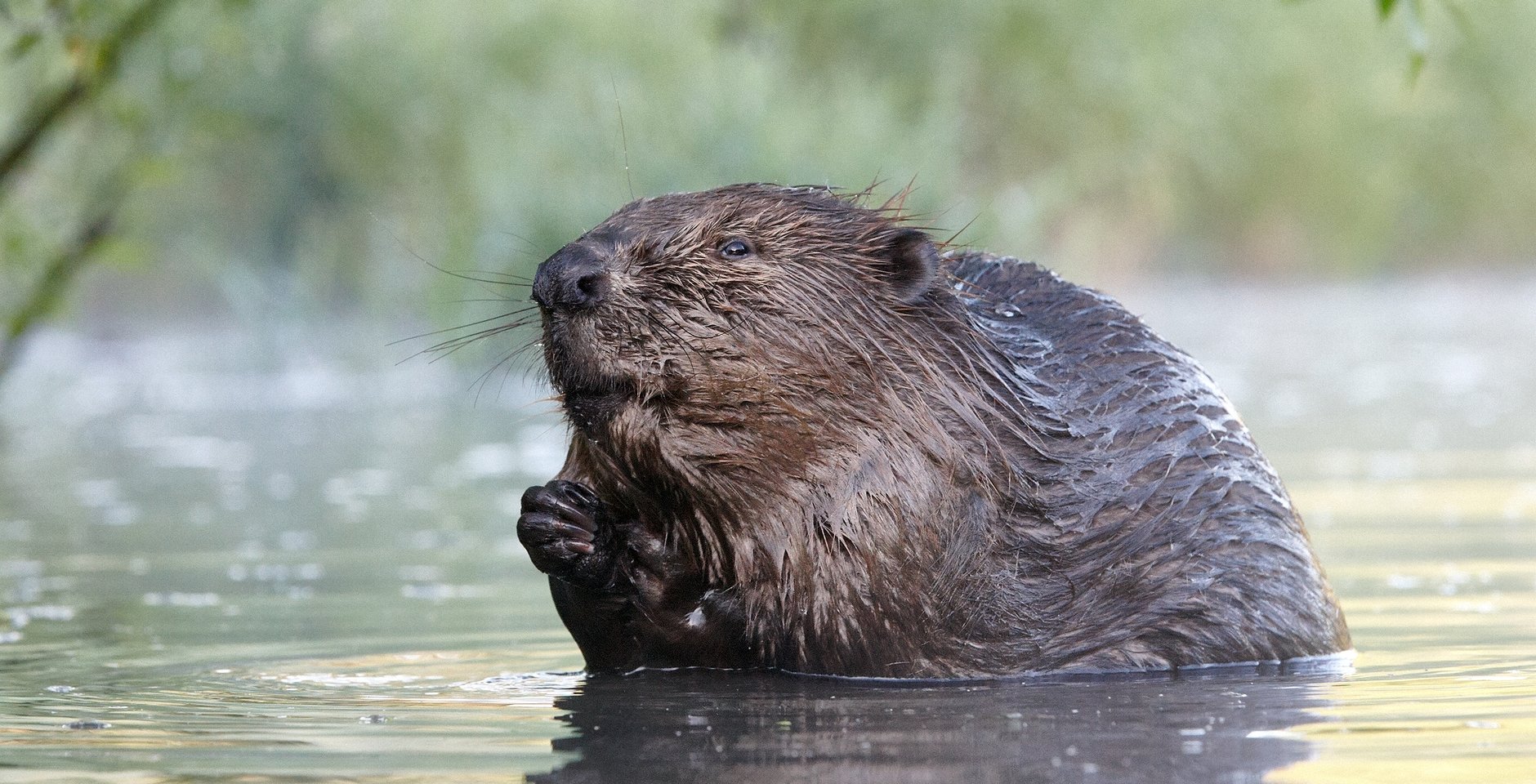 Бобр. Заповедник «Калужские засеки». Фото: Павел Греков