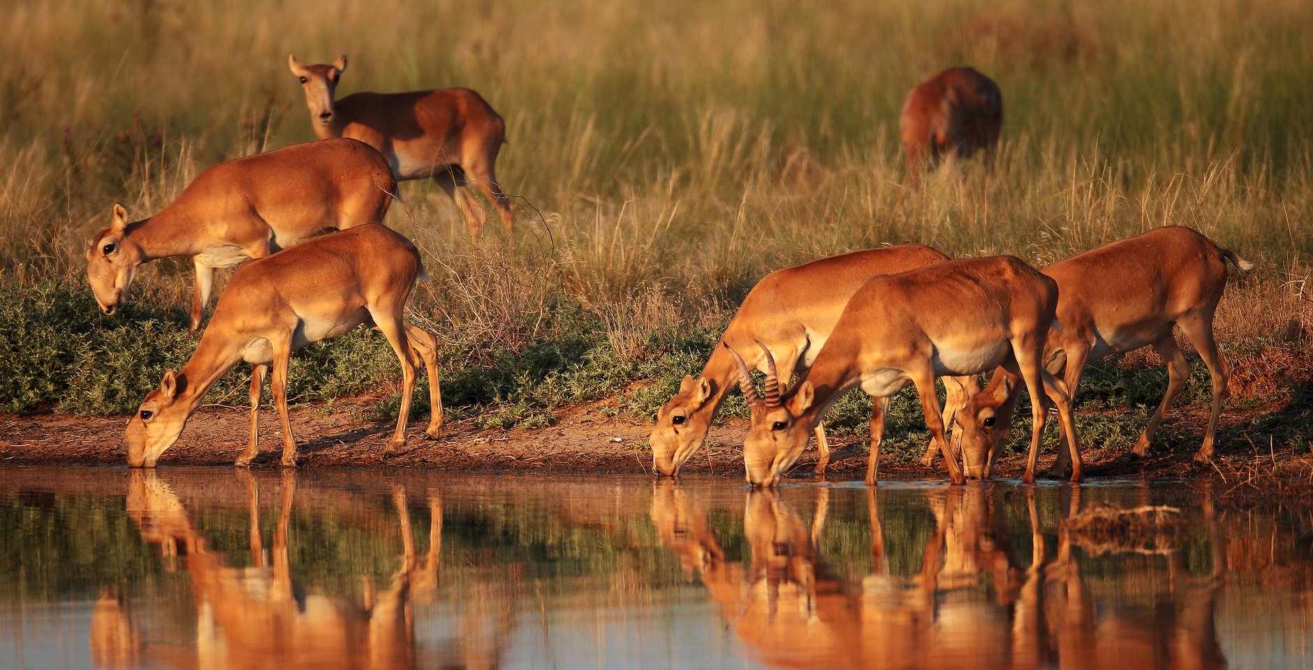 Сайгаки ранним утром на водопое. Фото: Евгений Полонский