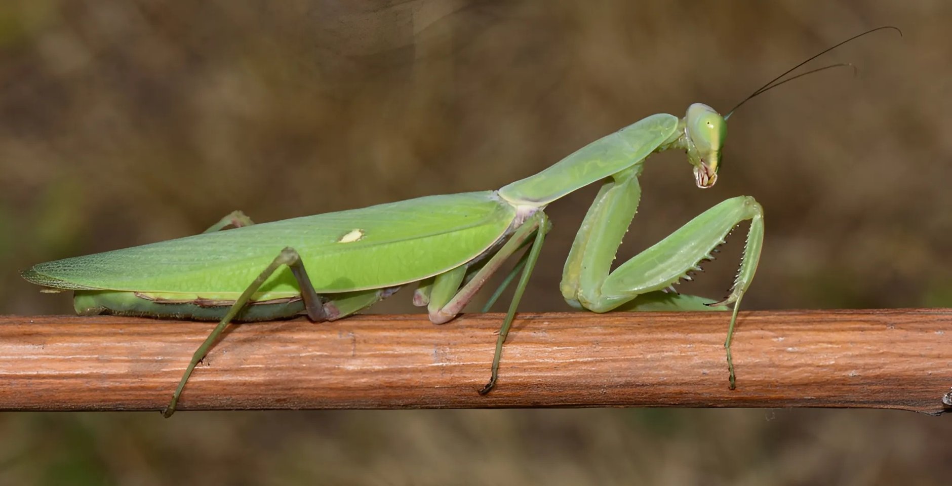 Закавказский древесный богомол (Hierodula transcaucasica Brunner von Wattenwyl). Фото: А.И. Губин