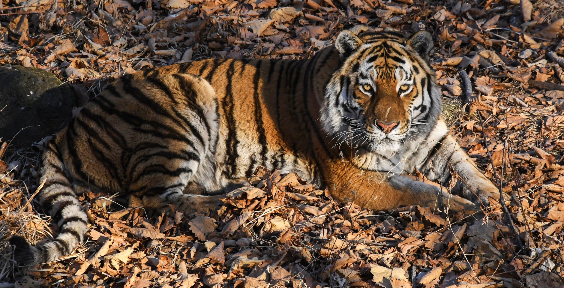 Амурский тигр. Фото: РИА Новости, Виталий Аньков