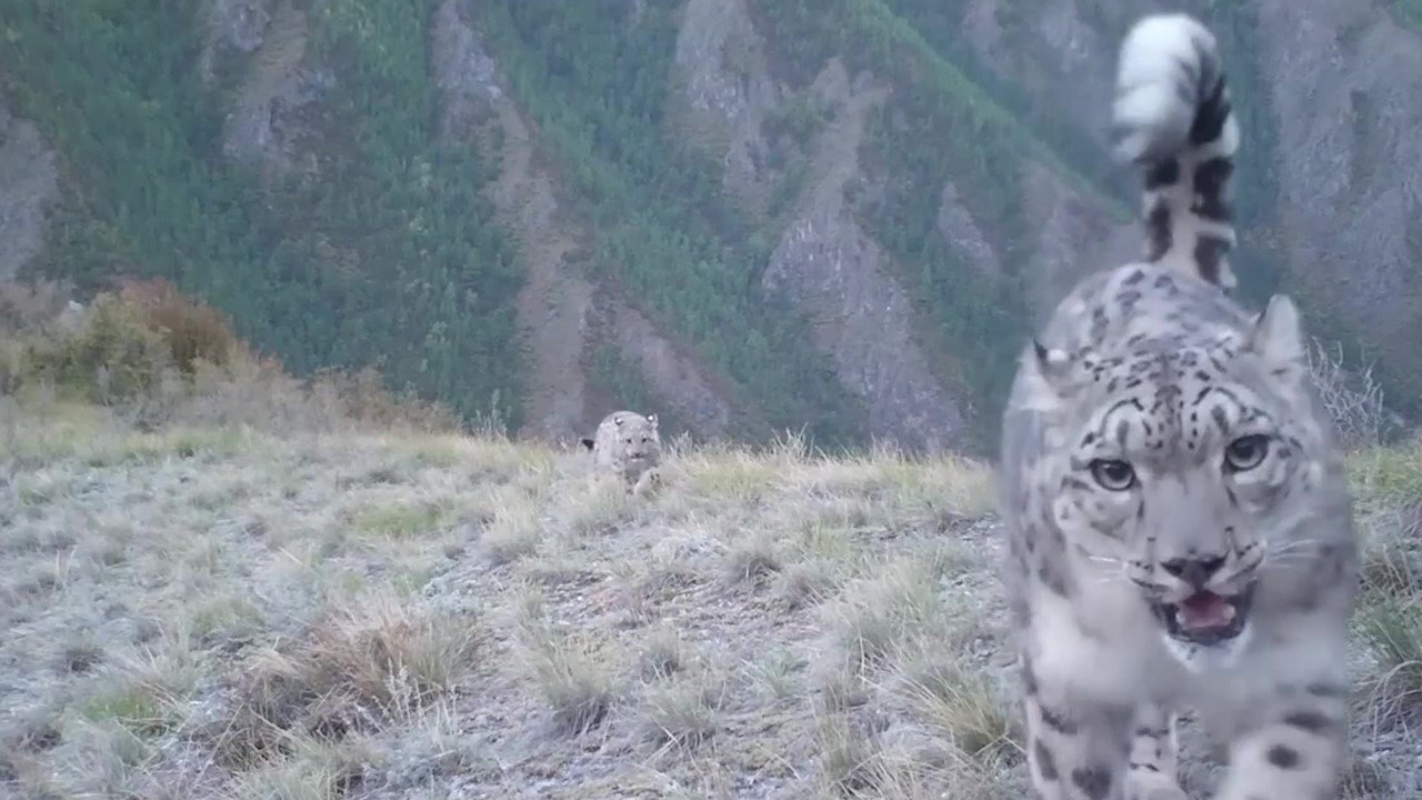 Самка ирбиса с котятами в Саяно-Шушенском заповеднике