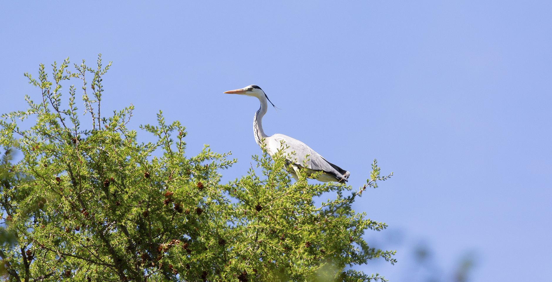    Ardea cinerea Linnaeus 1758   7   