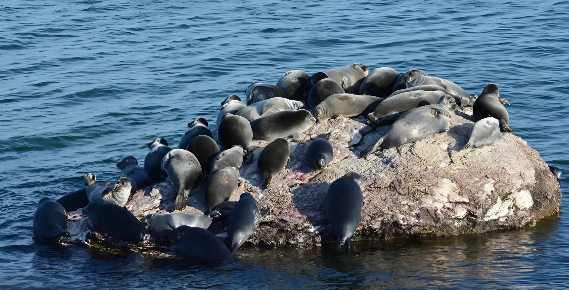 Байкальские нерпы. Фото: Институт проблем экологии и эволюции им. А.Н.Северцова РАН