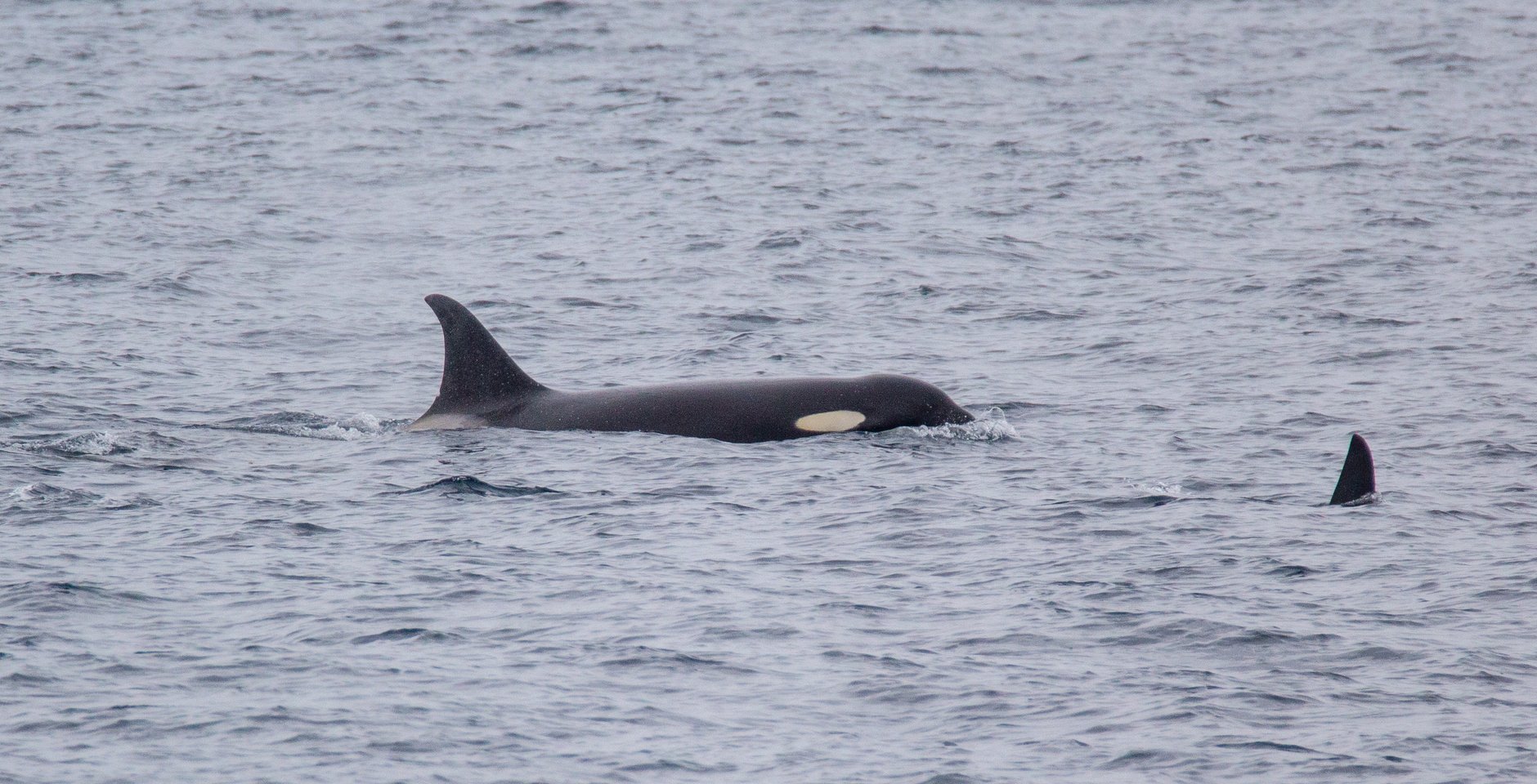 Косатки. Командорские острова. Фото: Максим Антипин