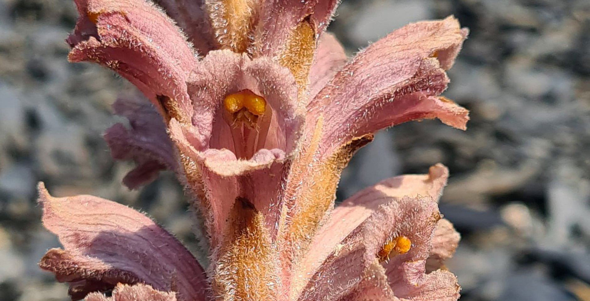 Заразиха дагестанская. Фото: Рамазан Муртазалиев