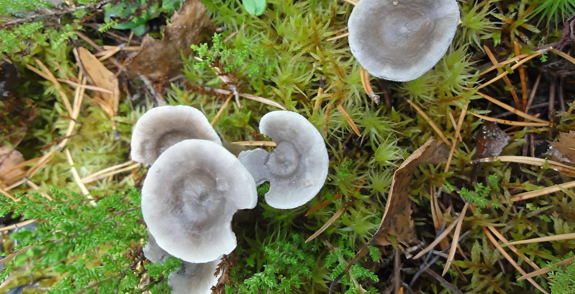 Лисичка горбатая (Cantharellula umbonata (J.F.Gmel.) Singer). Фото: Национальный парк «Водлозерский»