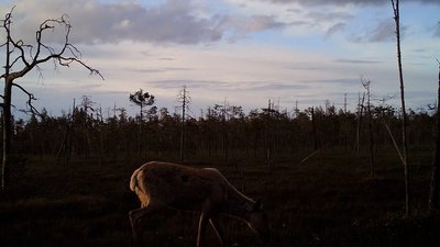 Северный олень