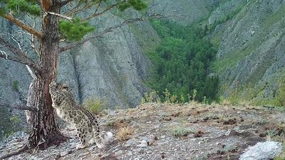 Снежный барс (ирбис)