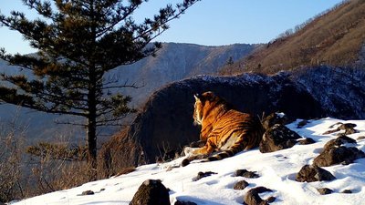 Амурский тигр