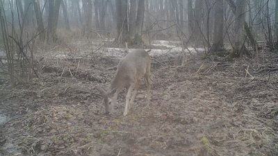 Европейская косуля