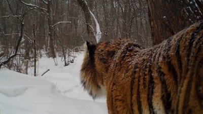Амурский тигр
