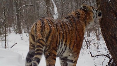 Амурский тигр