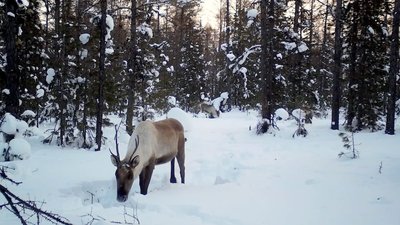 Северный олень