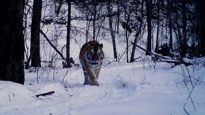 Амурский тигр