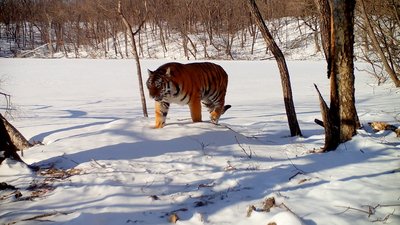 Амурский тигр