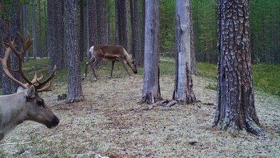 Северный олень