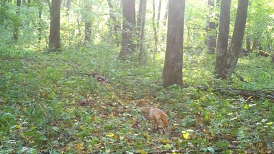 пустынная лисица 5 букв