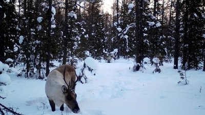Северный олень
