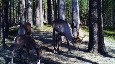 Северный олень
